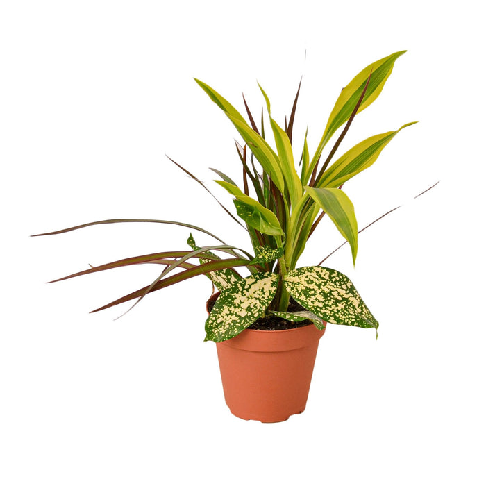 dracaena pom pom Dracaena 'Combo' — house-plant-west