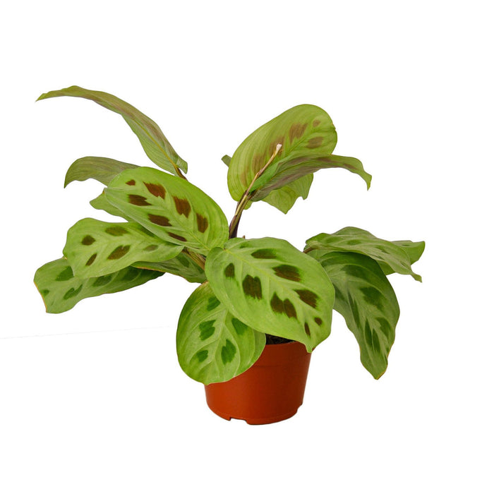 pre lit house plants Pre-Pack #4