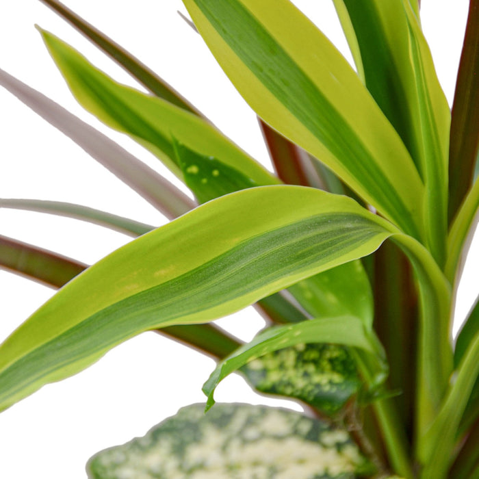 dracaena companion plants Dracaena 'Combo' — house-plant-west