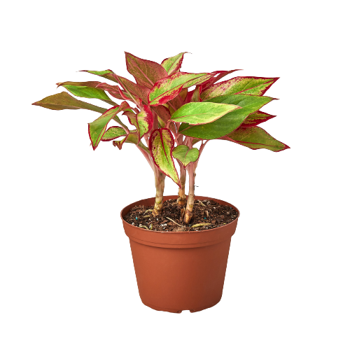 aglaonema red edge Chinese Evergreen 'Red Siam'