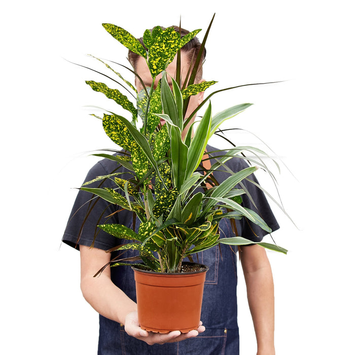 dracaena companion plants Dracaena 'Combo' — house-plant-west