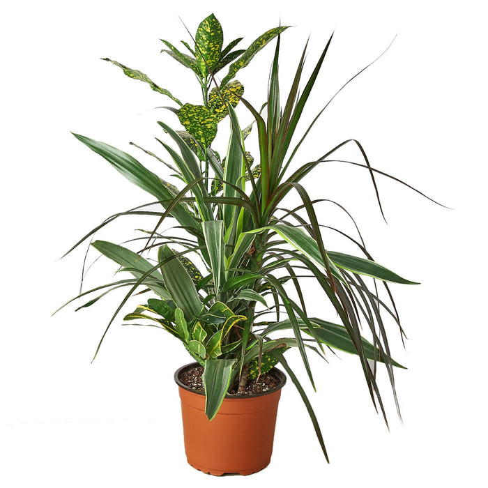 dracaena combo Dracaena 'Combo' — house-plant-west
