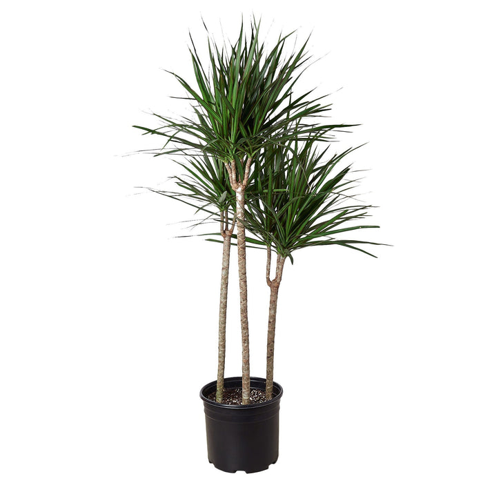 palm house plants dracaena Dracaena 'Marginata Cane' | Indoor Plant | Tropical Plant