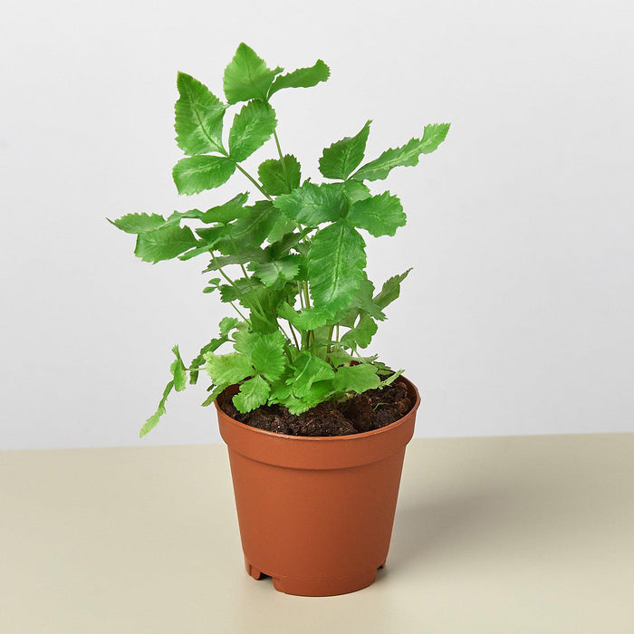 Pteris Cretica 'Albo Fern' - House Plant Wholesale