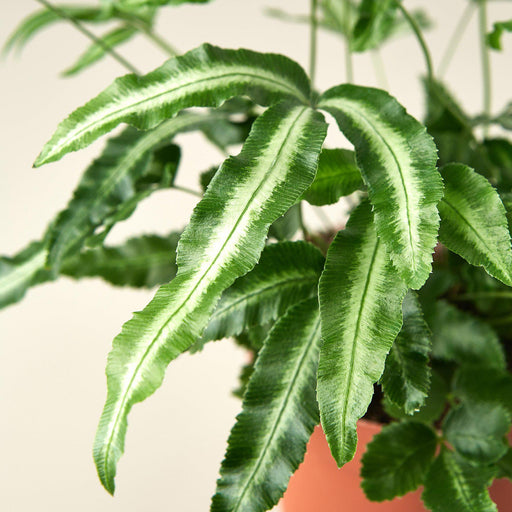 Pteris Cretica 'Albo Fern' - House Plant Wholesale