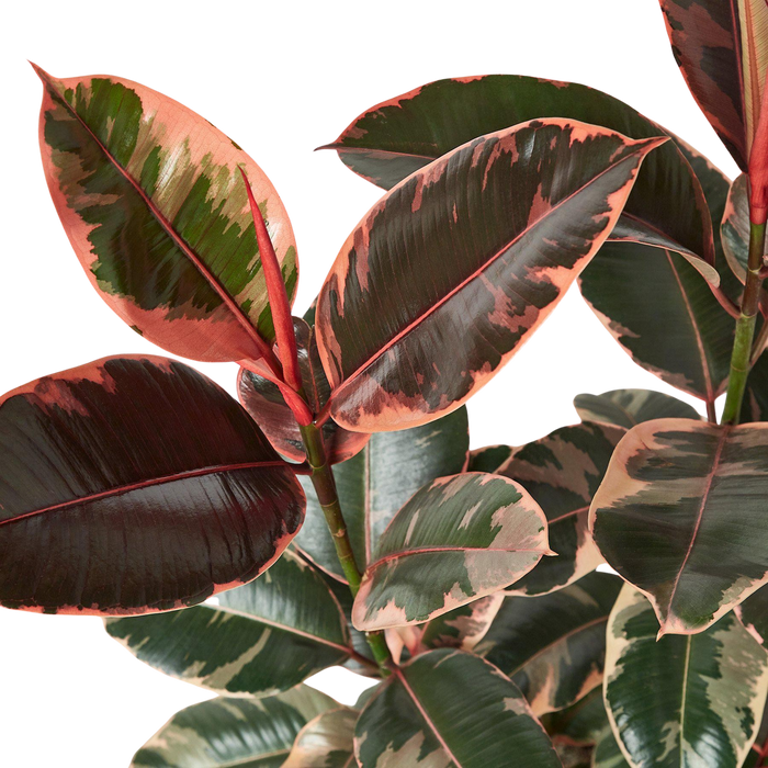 ruby rubber tree Ficus Elastica 'Ruby Pink' | Indoor Plant | Tropical Plant