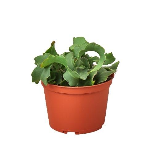 curly succulent plants Orchid Cactus 'Curly Sue'