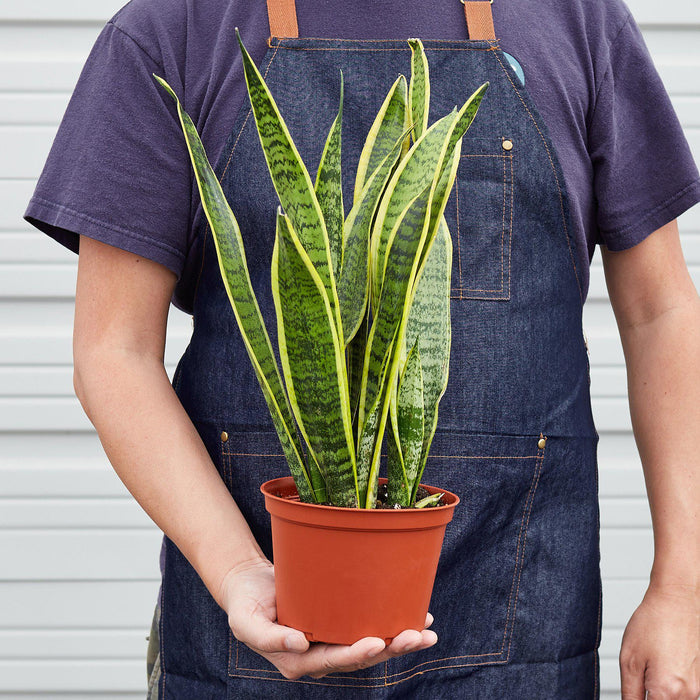 Snake Plant 'Laurentii' - House Plant Shop