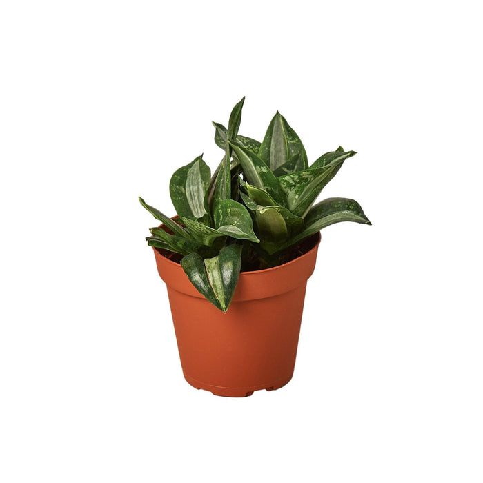 silver laurentii snake plant Snake Plant Silver Streak | Indoor Plant | Tropical Plant