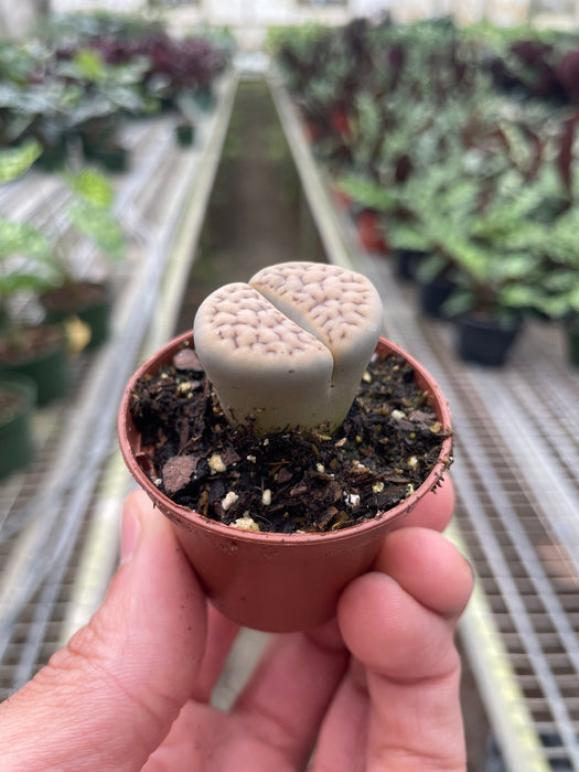 Lithop 'Living Stone'