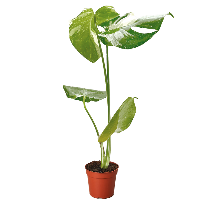 monstera thai constellation wholesale Monstera 'Thai Constellation' | Indoor Plant | Tropical Plant