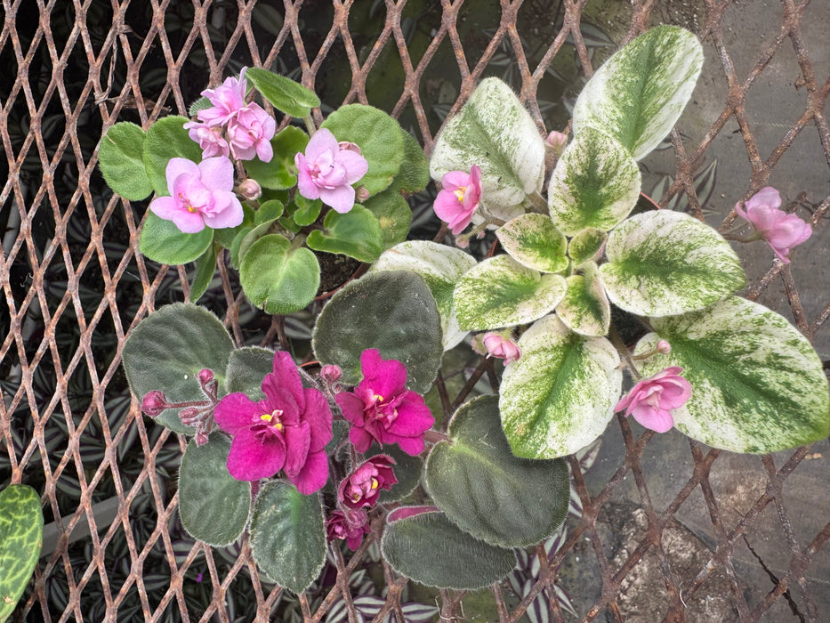 African Violet