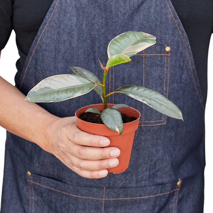 Ficus Elastica 'Ruby Pink'