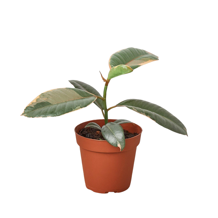 Ficus Elastica 'Ruby Pink'