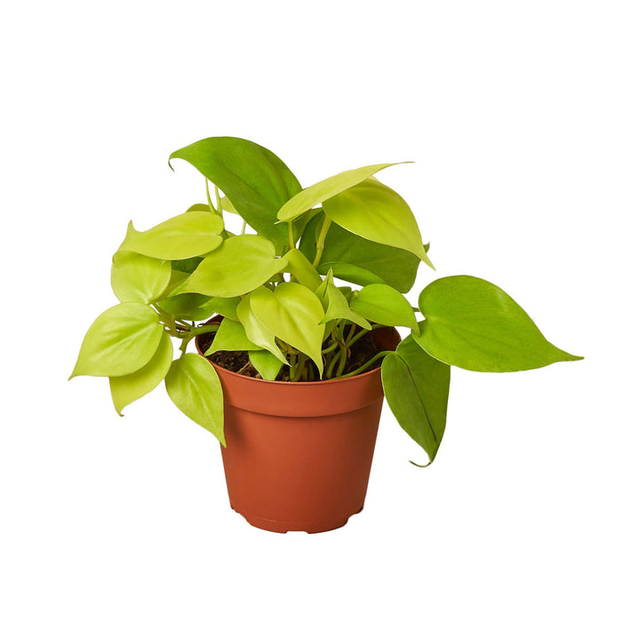 rare house plants wholesale Rare Pre-Pack #1