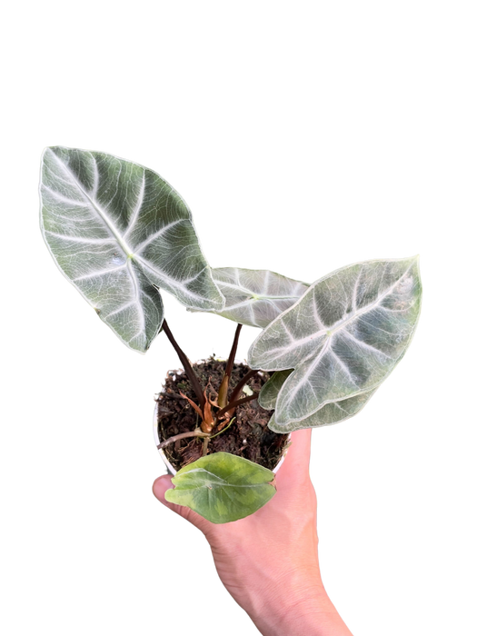 Alocasia 'Ebony'