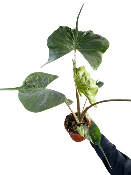 Alocasia macrorrhizos 'Stingray'