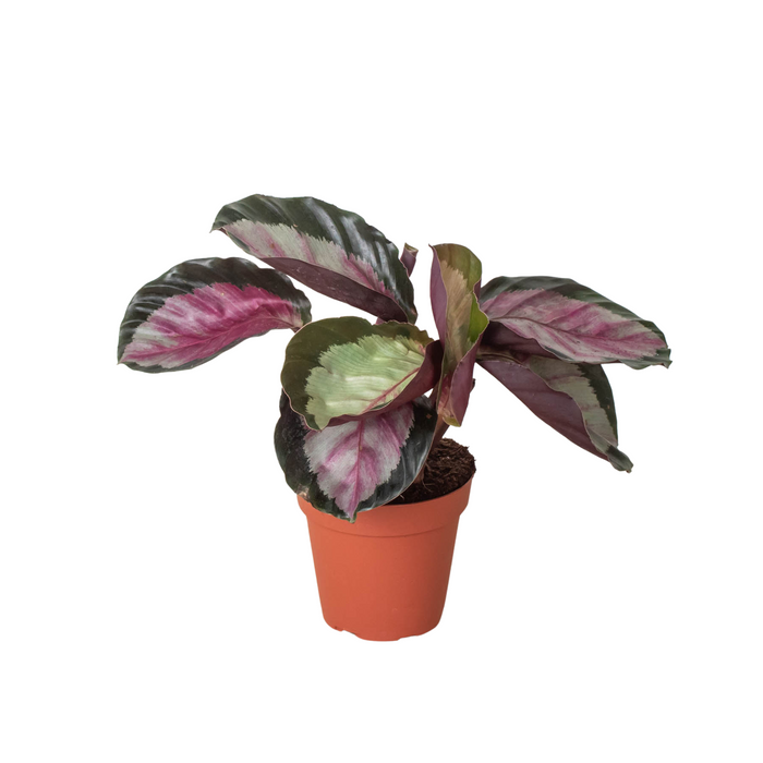 Calathea roseopicta 'Silvia'