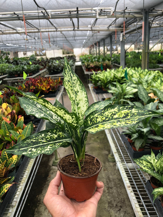 Chinese Evergreen 'First Diamond' Plant