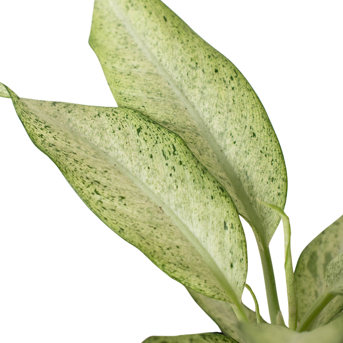 Dieffenbachia Camoflauge