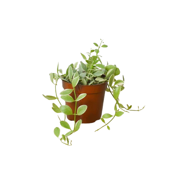 cascade succulent Succulent 'String of Hearts' | Indoor Plant | Tropical Plant