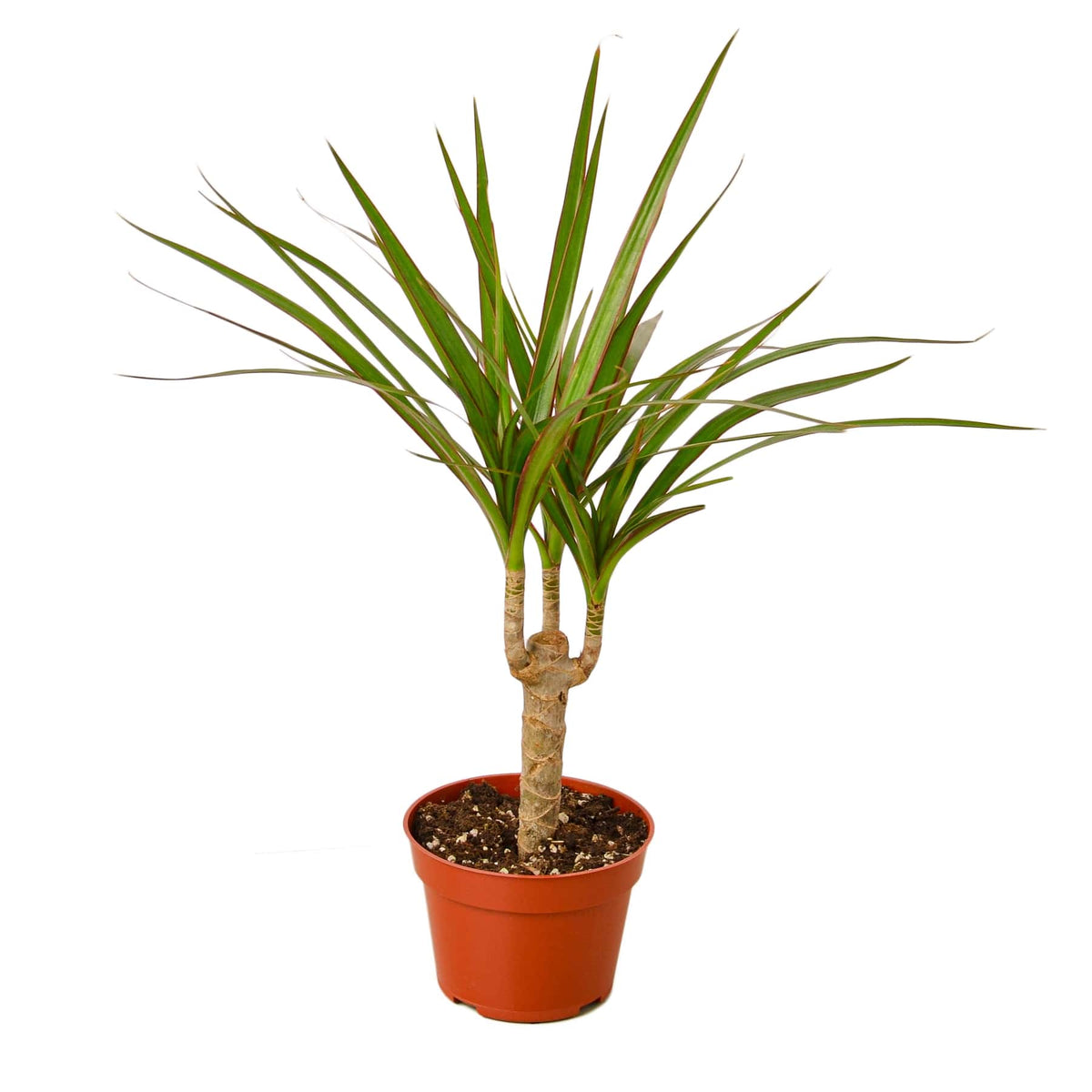indoor palm tree dracaena Dracaena 'Marginata Cane' | Indoor Plant | Tropical Plant