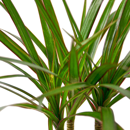 dracaena marginata palm Dracaena 'Marginata Cane' | Indoor Plant | Tropical Plant