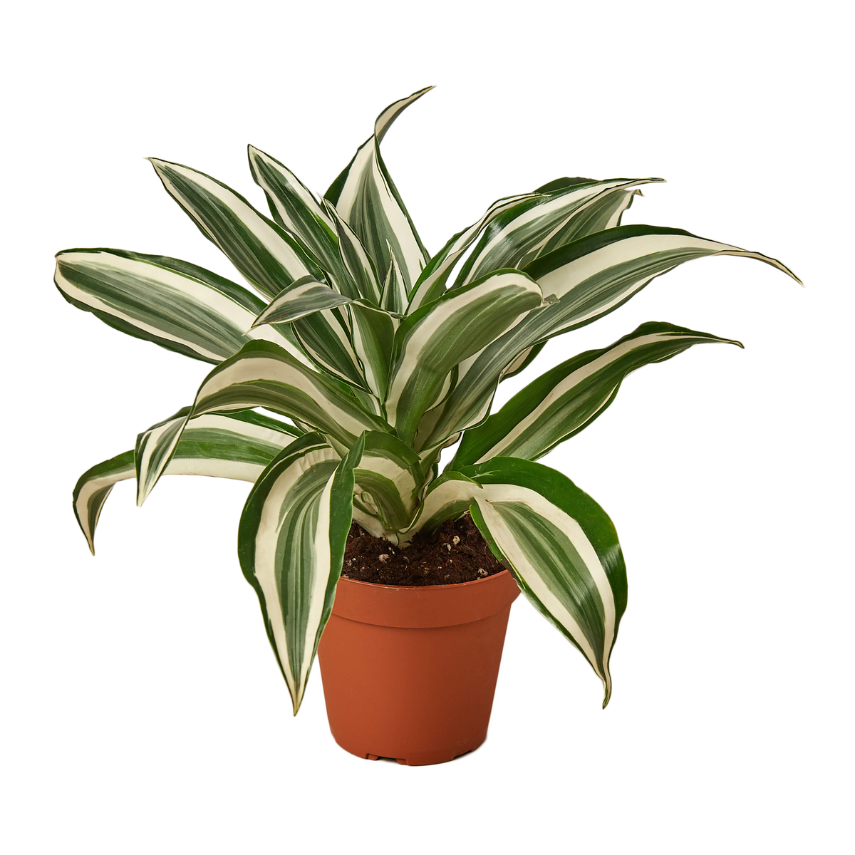 dracaena green jewel Dracaena Warneckii 'White Jewel' | Indoor Plant | Tropical Plant | Potted Plant