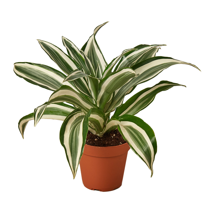 Dracaena Warneckii 'White Jewel'