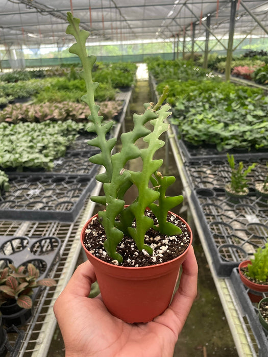 Epiphyllum 'Ric Rac' Cactus