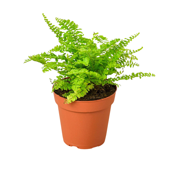 cotton house plant Cotton Candy Fern | Indoor Plant | Tropical Plant | Nephrolepis exaltata