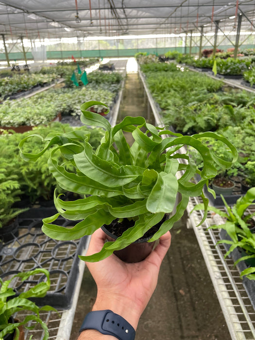 Fern 'Bird's Nest Hurricane'