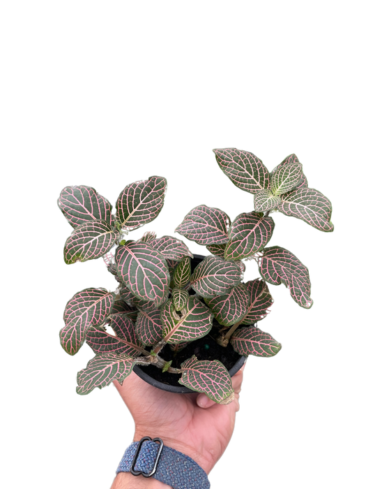 Fittonia 'Pink' - 4" Pot