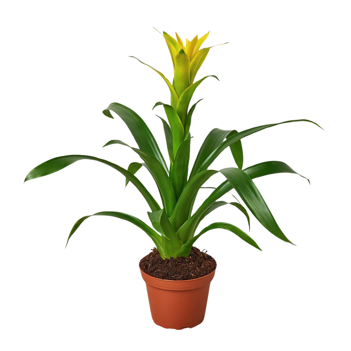 Bromeliad Guzmania 'Yellow' - 4" Pot