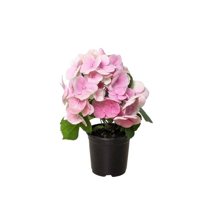 Pink Hydrangea