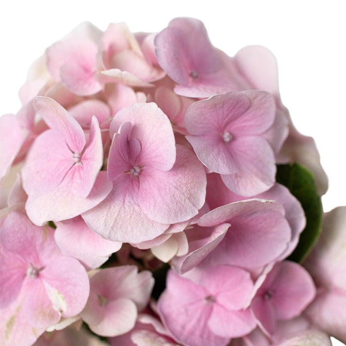 Pink Hydrangea