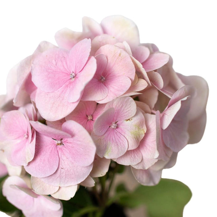 Pink Hydrangea