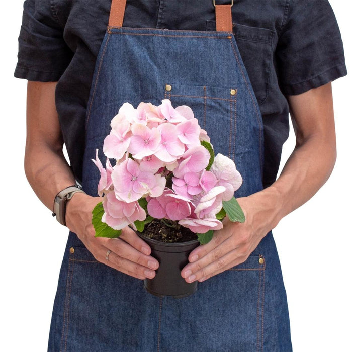 Pink Hydrangea