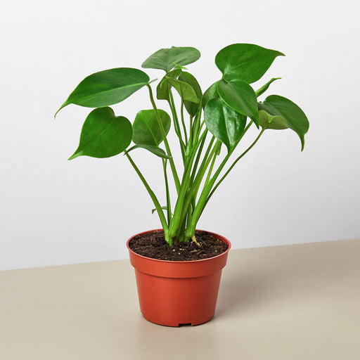 indoor plant wholesale Pre-Pack #4