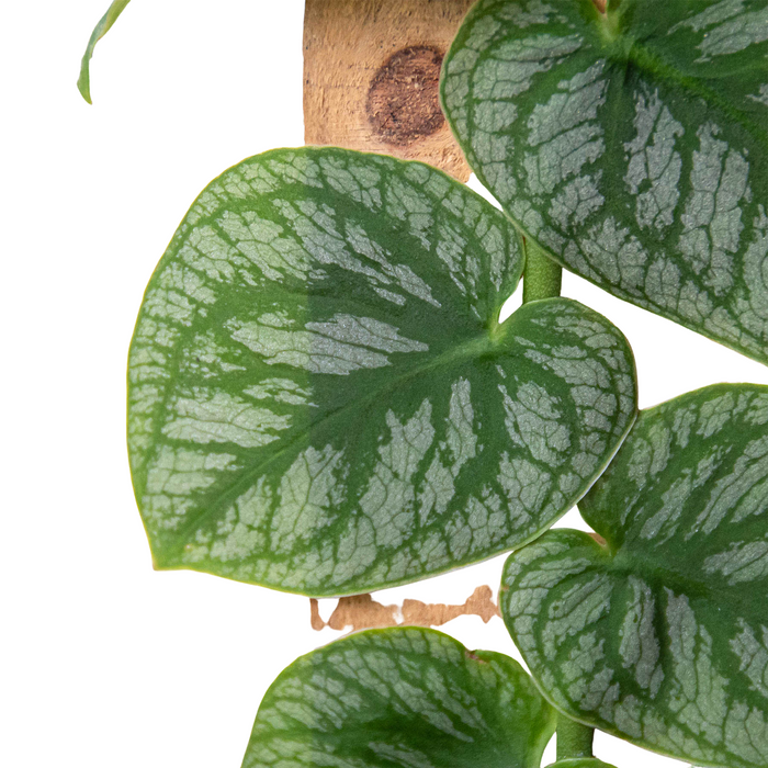 Monstera 'Dubia' (Shingle Plant)