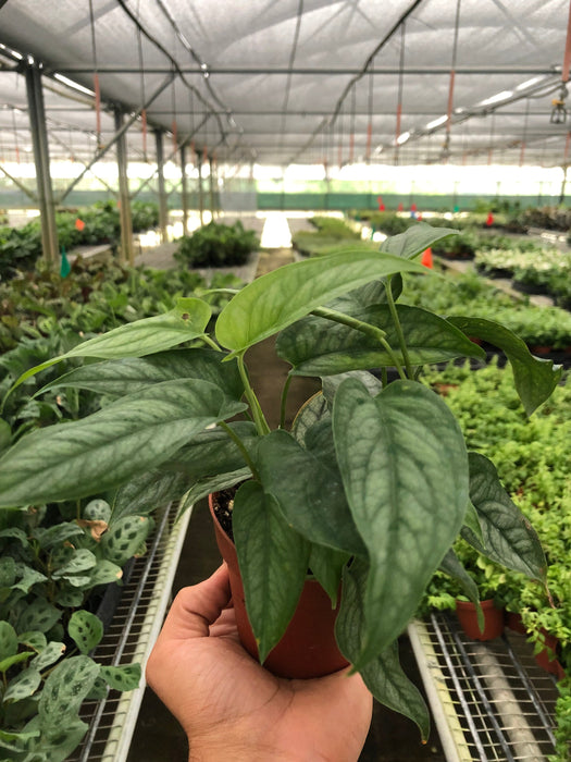 Philodendron 'Siltepecana'