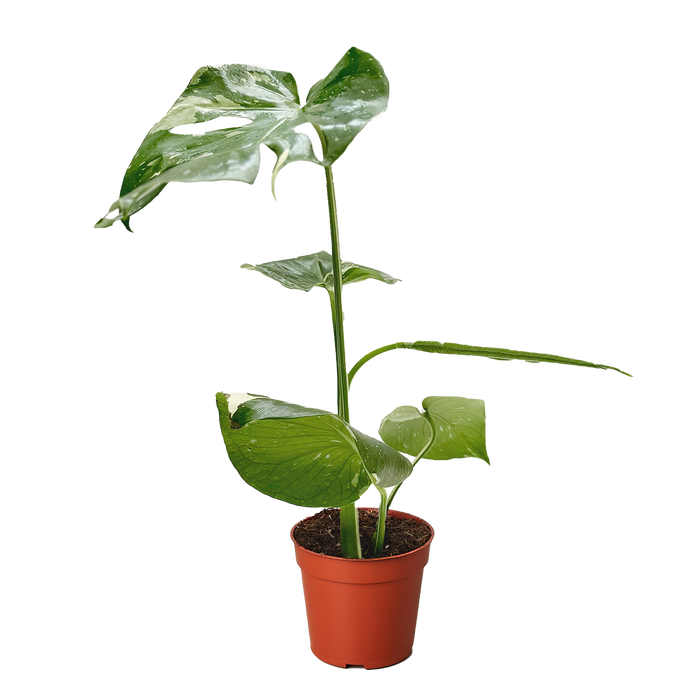 Monstera 'Thai Constellation'