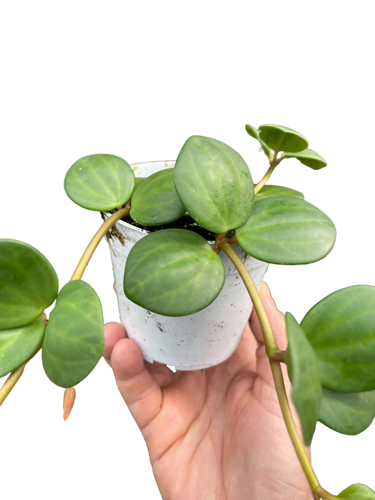 Peperomia 'Hope' - 4" Pot