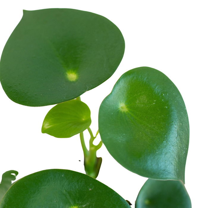 Peperomia 'Raindrop'