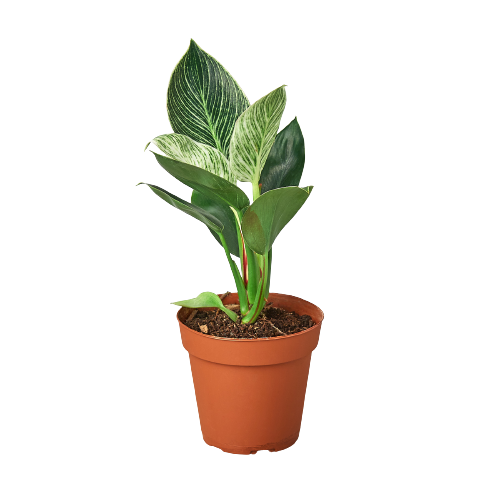 philodendron birkin indoor Philodendron 'Birkin' | Indoor Plant | Tropical Plant | Potted Plant