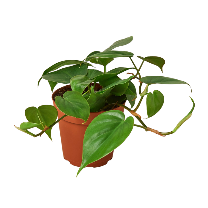 Philodendron Cordatum 'Heartleaf'