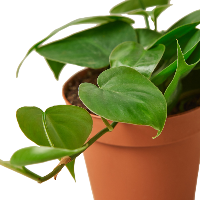 Philodendron Cordatum 'Heartleaf'