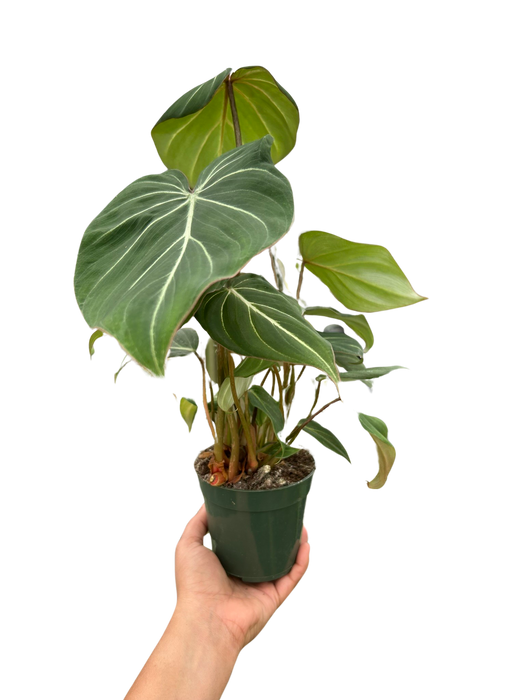 Philodendron 'Gloriosum'