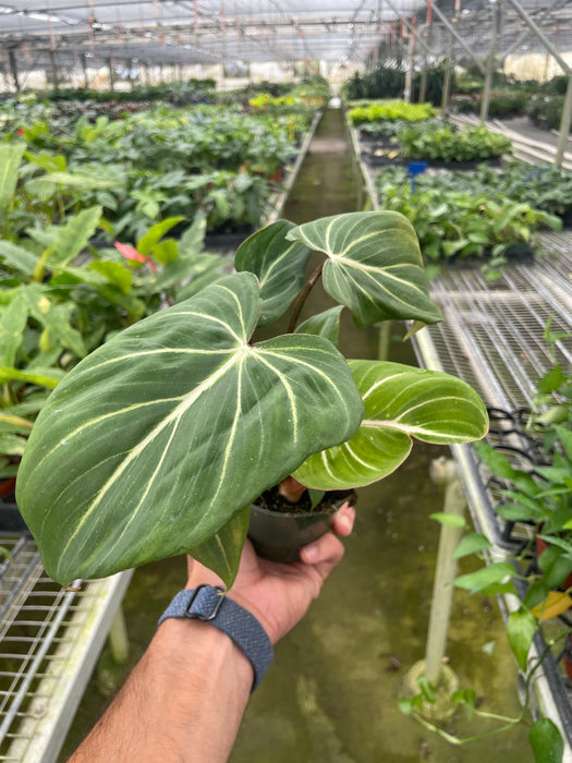 Philodendron 'Gloriosum'