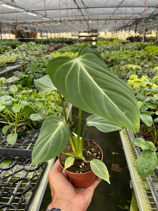 Philodendron 'Gloriosum'